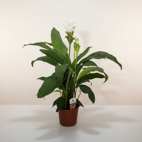 Curcuma Bitkisi